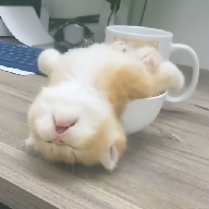 桃花视频图片
